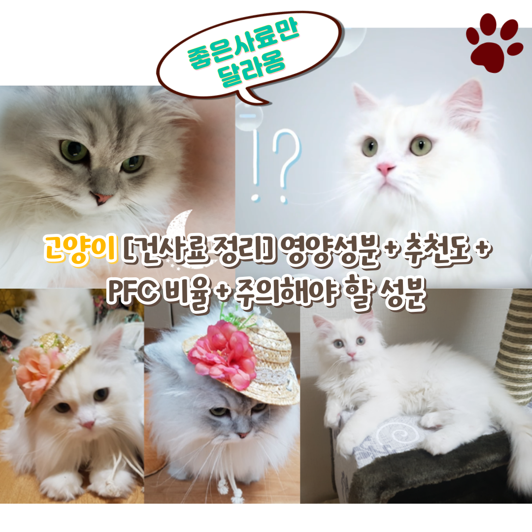 냥이 1